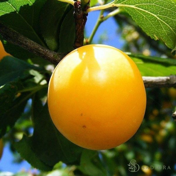 Алича Жовта copy_42154 фото